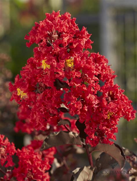 crape myrtle best red|darkest red crape myrtle.